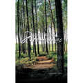Piney Woods Memories