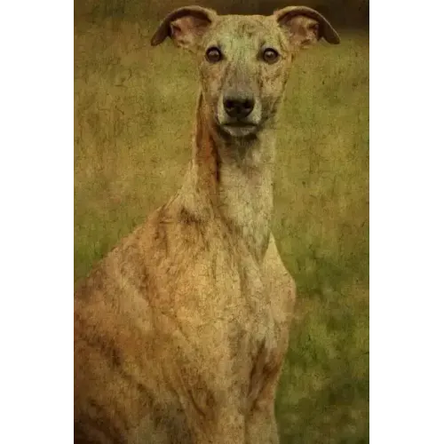 Whippet: Whippet