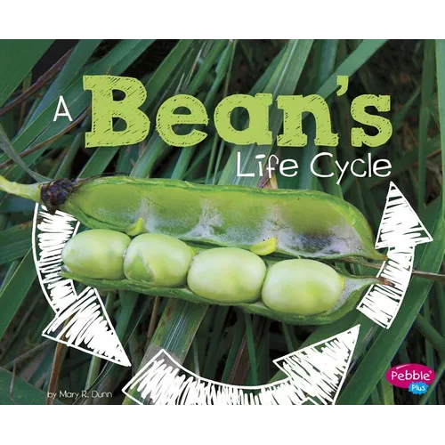 A Bean's Life Cycle