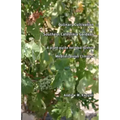 Culinary Cultivation for Southern California Gardens: A plant guide for food forests in Mediterranean Climates