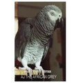 AJ The African Grey