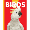 Curious about Birds