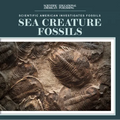 Sea Creature Fossils