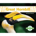 Great Hornbill