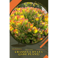 Crassula ovata (Jade plant): Plant Guide