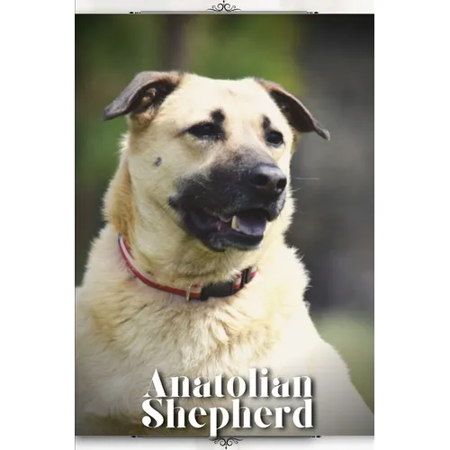 Anatolian Shepherd: Dog breed overview and guide