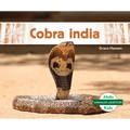 Cobra India (Indian Cobra)