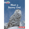 Meet a Snowy Owl