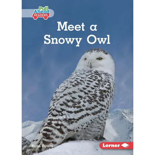 Meet a Snowy Owl