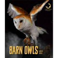 Barn Owls