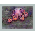 From the Seashore to the Seafloor: An Illustrated Tour of Sandy Beaches, Kelp Forests, Coral Reefs, and Life in the Ocean's Depths
