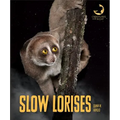 Slow Lorises