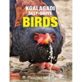Kgalagadi Self-Drive Birds