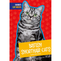 British Shorthair Cats