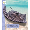 Stingrays