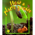 How a Plant Grows