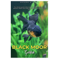 Black Moor Goldfish: The ultimate guide to Black Moor Goldfish care, breeding, behavior, health, tank mates, socialization, nutrition and lots more.