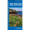 New England Trees & Wildflowers: A Folding Pocket Guide to Familiar Plants