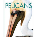 Pelicans