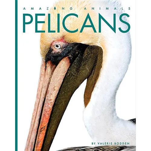 Pelicans