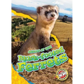 Black-Footed Ferrets