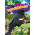 Blackbirds