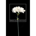 White Lily: Volume 89