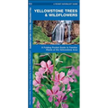 Yellowstone Trees & Wildflowers: A Folding Pocket Guide to Familiar Plants of the Yellowstone Area