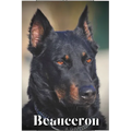 Beauceron: Dog breed overview and guide