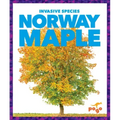 Norway Maple