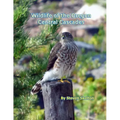 Wildlife of the Oregon Central Cascades