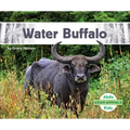 Water Buffalo