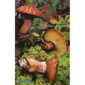 The Mushroom Manual