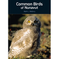 Common Birds of Nunavut