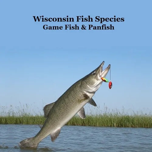 Wisconsin Game Fish and Panfish Species Kids Book: Great Book About the Different Types of Fish in Wisconsin