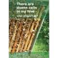There are queen cells in my hive: - what should I do?