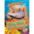 Whitetip Reef Sharks