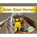 Asian Giant Hornet