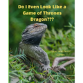 Do I Even Look Like a Game of Thrones Dragon: Paper and Pencil Games