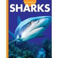 Curious about Sharks