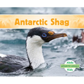 Antarctic Shag