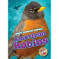 American Robins