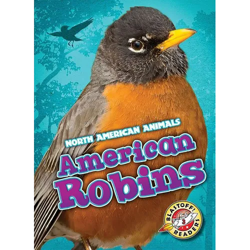 American Robins