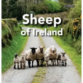 Sheep of Ireland