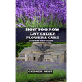 How to Grow Lavender Flower and Care: A Step by Step Guide