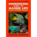 Snorkeling Guide to Marine Life Florida, Caribbean, Bahamas