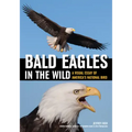Bald Eagles in the Wild: A Visual Essay of America's National Bird