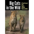 Big Cats in the Wild: A Visual Essay of Lions, Jaguars, Leopards, Pumas, and More