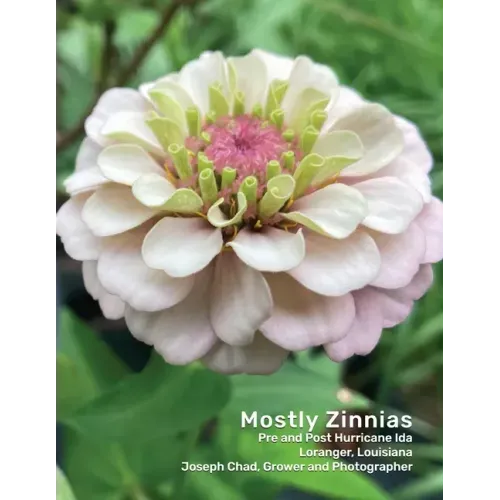 Mostly Zinnias: Flower Photos Pre and Post Hurricane Ida