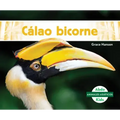 Calao Bicorne (Great Hornbills)